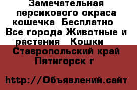 Замечательная персикового окраса кошечка. Бесплатно - Все города Животные и растения » Кошки   . Ставропольский край,Пятигорск г.